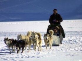 huskies